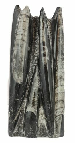 Tall Tower Of Polished Orthoceras (Cephalopod) Fossils #58918